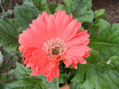 Red gerbera (2011, October 03)