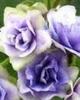 flori