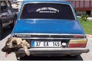 poze-haioase-poze-amuzante-animale-caini-dacia-export