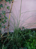 Chinese silvergrass