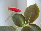 NEW - Kohleria Katinka