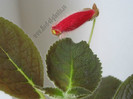 NEW - Kohleria Katinka