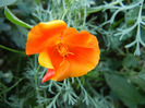 Eschscholzia californica 13sep2011