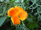 Eschscholzia californica 13sep2011