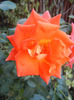 Rose Monica (2011, October 02)