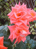 Rose Monica (2011, October 02)