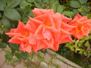 Rose Monica (2011, October 03)