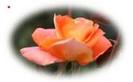 images (17)
