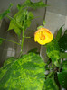 DSC00516