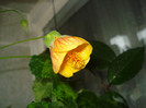DSC00513
