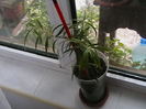 callistemon