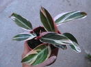 Picture 011