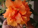 Picture 012