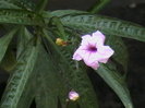 Picture 017