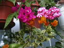 Picture 028
