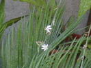 Picture 036