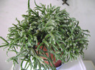 rhipsalis pilocarpa