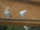 DSCN7084
