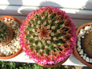 cactusi infloriti 2011 020