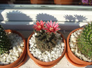 cactusi infloriti 2011 021