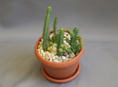 cactusii mei 056
