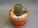 cactusii mei 057