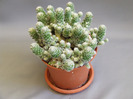 cactusii mei 058