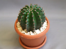 cactusii mei 059