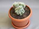 cactusii mei 060