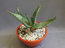 cactusii mei 064