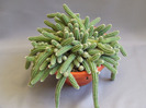 cactusii mei 065