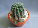 cactusii mei 072