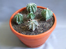 cactusii mei 073