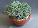 cactusii mei 076