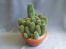 cactusii mei 079