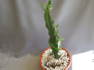 cactusii mei 083