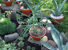 cactusii mei 096