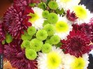 Chrysanthemum_Crizanteme_Colorate_med