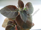 Kohleria Regent Royal