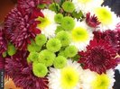 Chrysanthemum_Crizanteme_Colorate_med