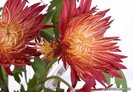 Chrysanthemum_Crizanteme_Rosii_big