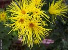Chrysanthemum_Morifolium_Galbene_med