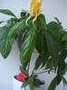 DSC00531