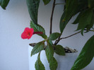 DSC00533