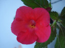 DSC00526