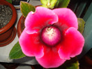 DSC00520