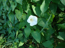 Ipomoea lacunosa (L.)