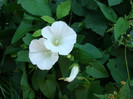 Ipomoea lacunosa (L.)