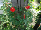 Ipomoea multifida (Raf.) Shinners