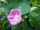 Ipomoea purpurea 'Candy Pink'